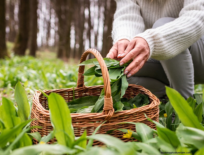 Wilder Lauch (Allium Ampeloprasum):Leitfaden für Anbau und Pflege 