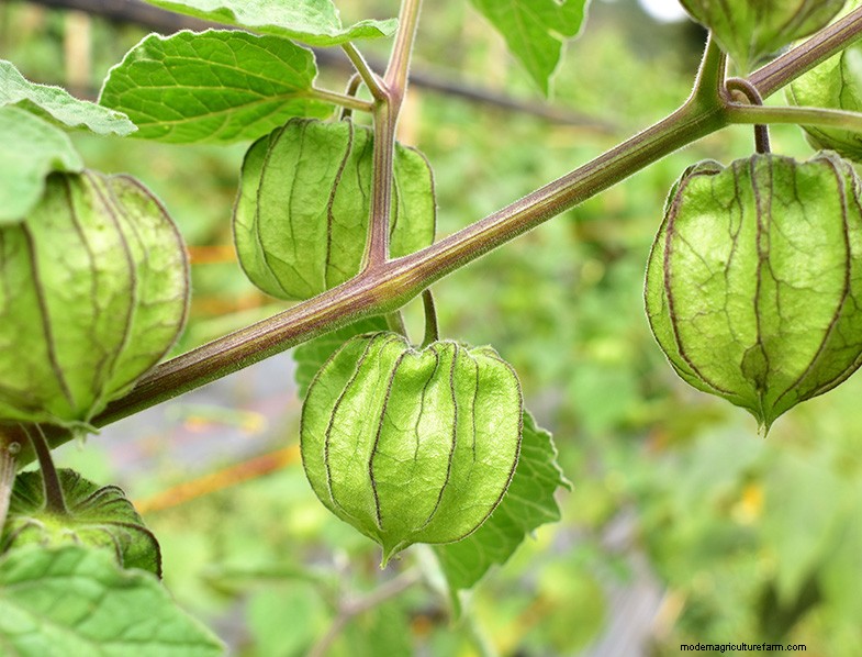 Anbau von Kapstachelbeeren:Ein britischer Leitfaden zum Pflanzen und zur Winterernte 