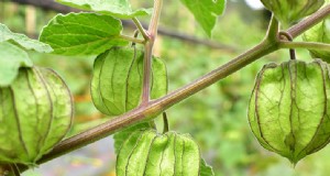 Kaapse kruisbessen kweken:een Britse gids voor planten en winteroogst 