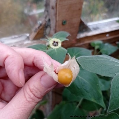 Anbau von Kapstachelbeeren:Ein britischer Leitfaden zum Pflanzen und zur Winterernte 