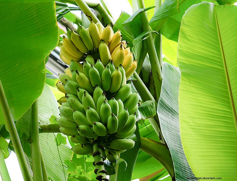 Bananenbaumpflege:Ein umfassender Leitfaden für den Anbau von Musa Acuminata 