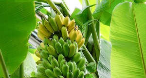 Verzorging van bananenbomen:een uitgebreide gids voor het kweken van Musa Acuminata 