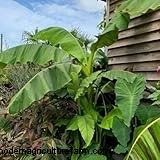 Bananenbaumpflege:Ein umfassender Leitfaden für den Anbau von Musa Acuminata 