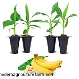 Bananenbaumpflege:Ein umfassender Leitfaden für den Anbau von Musa Acuminata 