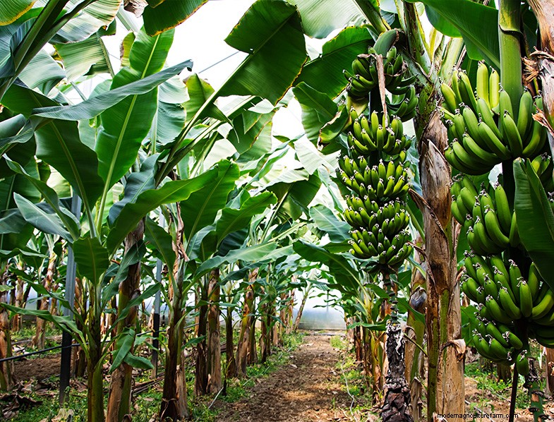 Bananenbaumpflege:Ein umfassender Leitfaden für den Anbau von Musa Acuminata 