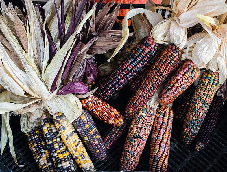 Glass Gem Corn:Anbau und Pflege der atemberaubenden Sorte Jewel Corn 