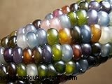 Glass Gem Corn:Anbau und Pflege der atemberaubenden Sorte Jewel Corn 