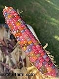 Glass Gem Corn:Anbau und Pflege der atemberaubenden Sorte Jewel Corn 