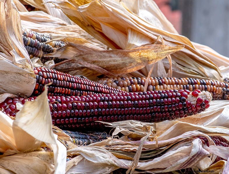 Glass Gem Corn:Anbau und Pflege der atemberaubenden Sorte Jewel Corn 