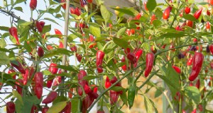 Sierpaprika s:kweken en verzorgen van Capsicum Annuum - een uitgebreide gids 