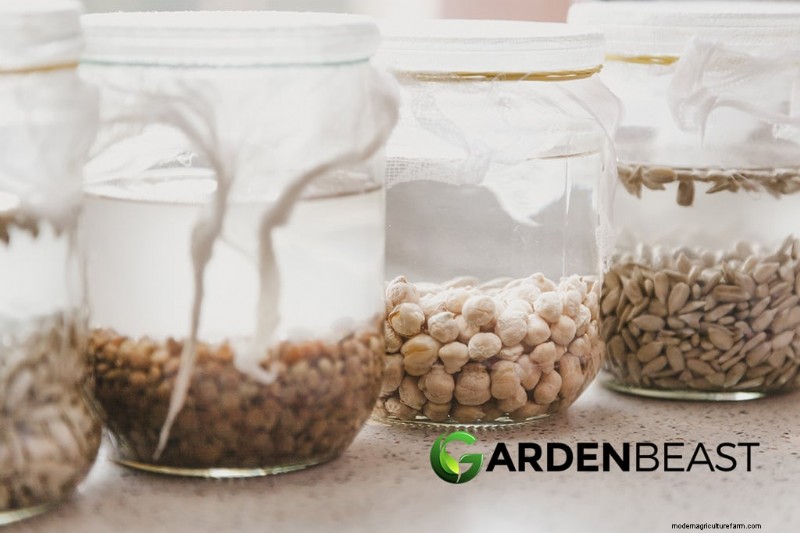 Seed Saving 101:una guida completa per giardinieri e preparatori 