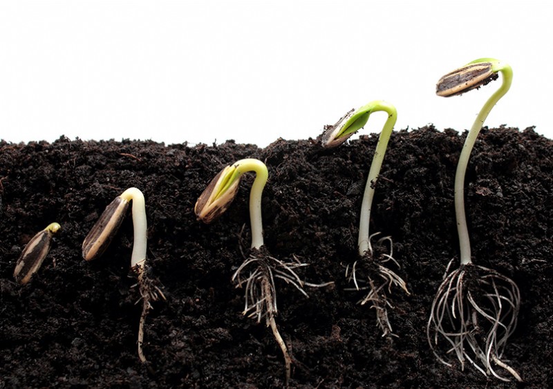 Seed Saving 101:una guida completa per giardinieri e preparatori 