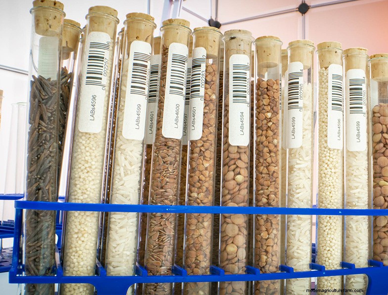 Seed Saving 101:una guida completa per giardinieri e preparatori 