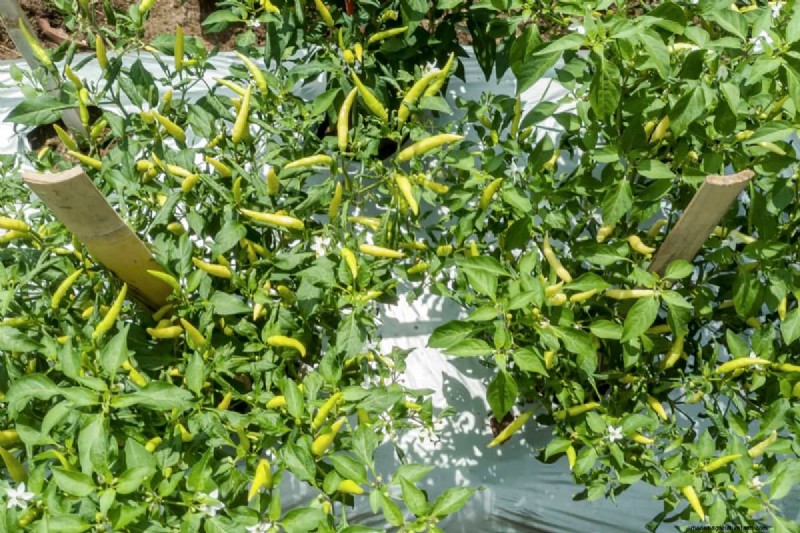 Compagni di piante di pepe:20 piante da evitare per una crescita sana 