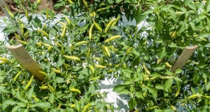 Compagni di piante di pepe:20 piante da evitare per una crescita sana 