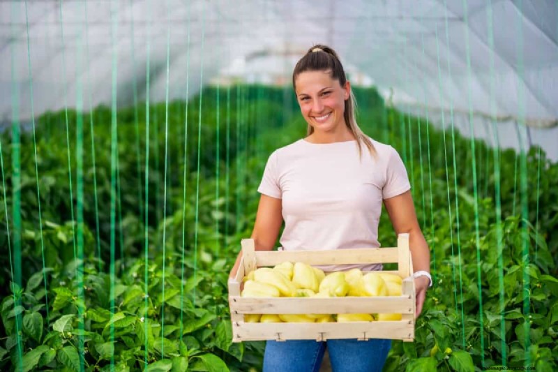 Compagni di piante di pepe:20 piante da evitare per una crescita sana 