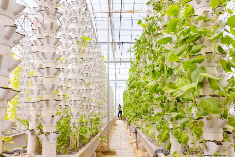 Verticale tuinkosten in India:een uitgebreide kostenanalyse en prijsgids 