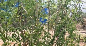 Bewässerung für gesunde Moringa-Schoten:Ein umfassender Leitfaden 