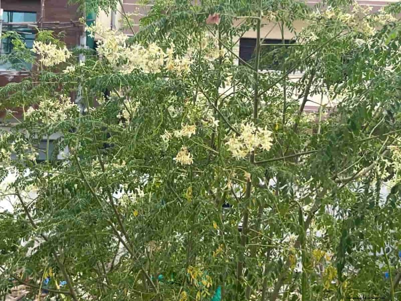 健康なモリンガのさやのための水やり:包括的なガイド 