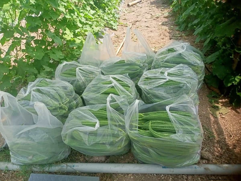 リッジゴードの生産量を最大化する:開花と収量に関する初心者向けガイド 