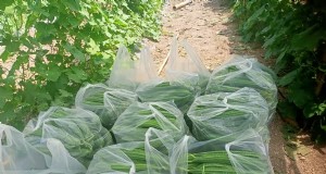 Massimizzare la produzione di Ridge Gourd:una guida per principianti alla fioritura e alla resa 