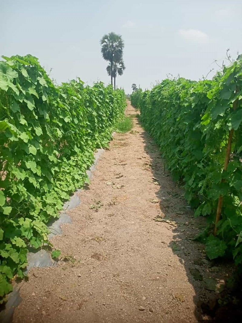 リッジゴードの生産量を最大化する:開花と収量に関する初心者向けガイド 