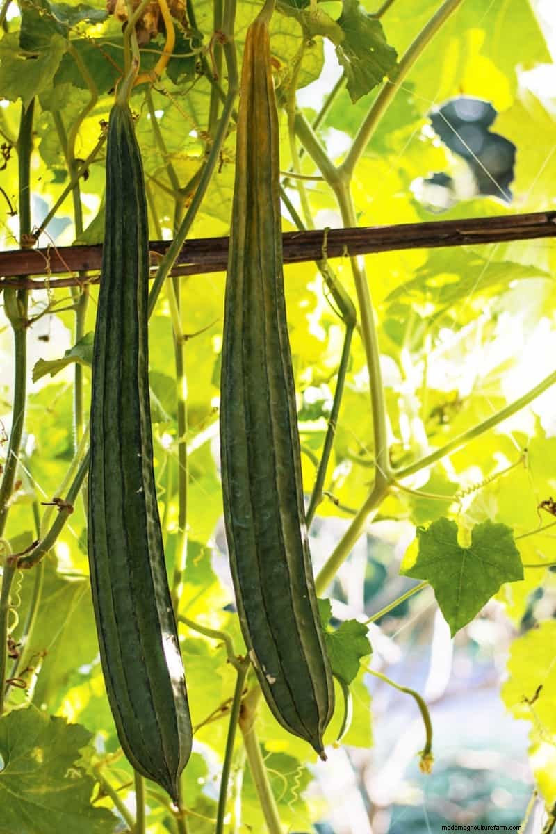 リッジゴードの生産量を最大化する:開花と収量に関する初心者向けガイド 