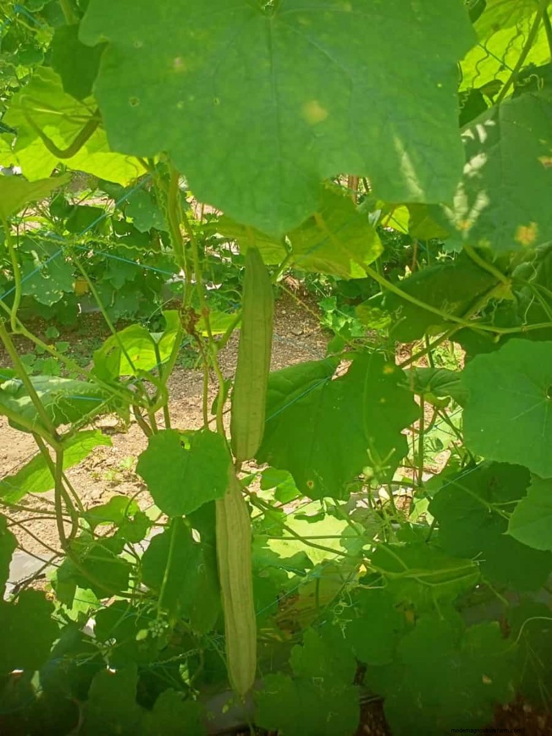 リッジゴードの生産量を最大化する:開花と収量に関する初心者向けガイド 