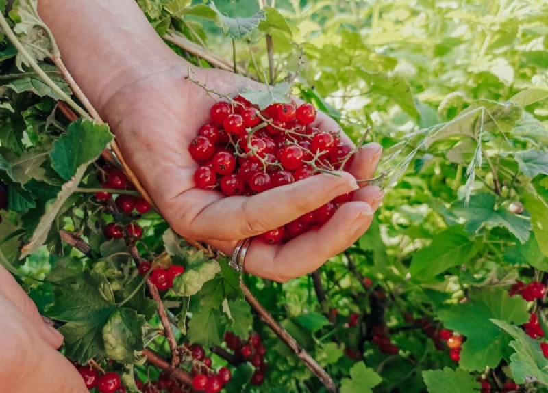 Guida alla coltivazione del ribes rosso:un manuale per principianti 