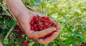 Guida alla coltivazione del ribes rosso:un manuale per principianti 