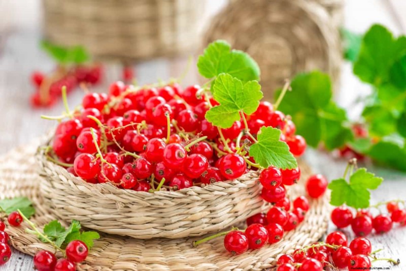 Guida alla coltivazione del ribes rosso:un manuale per principianti 