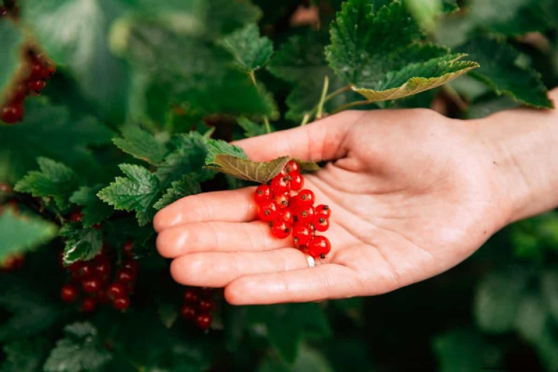 Guida alla coltivazione del ribes rosso:un manuale per principianti 