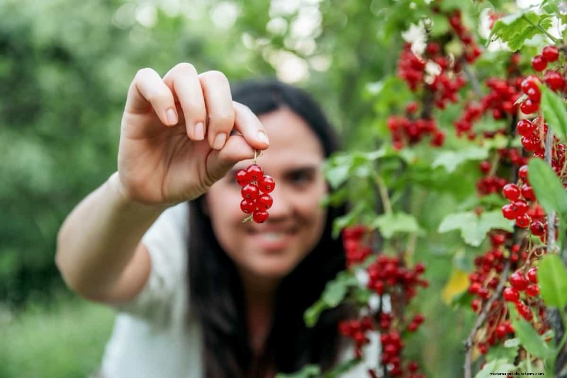 Guida alla coltivazione del ribes rosso:un manuale per principianti 