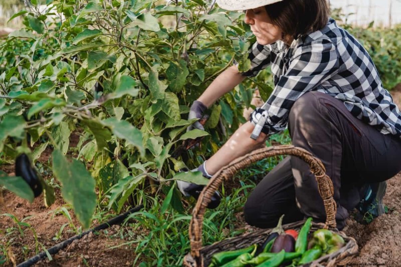 Meisterlicher Gemüsegartenbau:Bewährte Techniken für reiche Ernten 