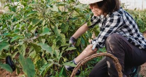 Meisterlicher Gemüsegartenbau:Bewährte Techniken für reiche Ernten 