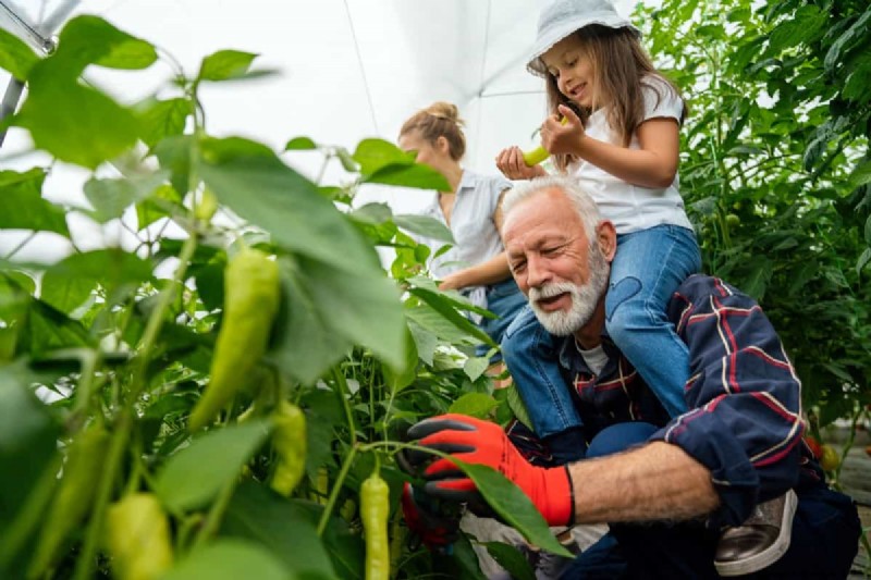 Meisterlicher Gemüsegartenbau:Bewährte Techniken für reiche Ernten 