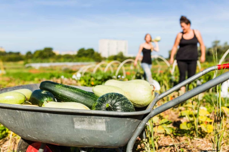 Meisterlicher Gemüsegartenbau:Bewährte Techniken für reiche Ernten 