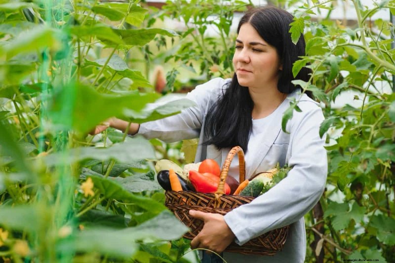 Meisterlicher Gemüsegartenbau:Bewährte Techniken für reiche Ernten 