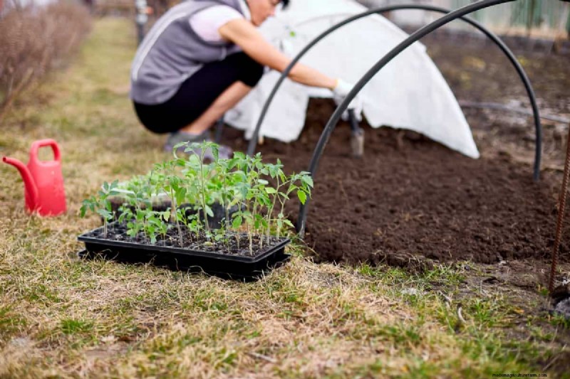 Biologische tomatenteelt:een complete gids voor thuistuinders 