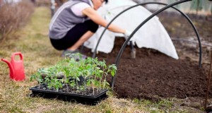 Biologische tomatenteelt:een complete gids voor thuistuinders 