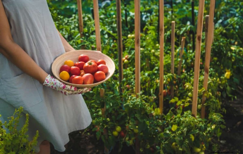 Biologische tomatenteelt:een complete gids voor thuistuinders 