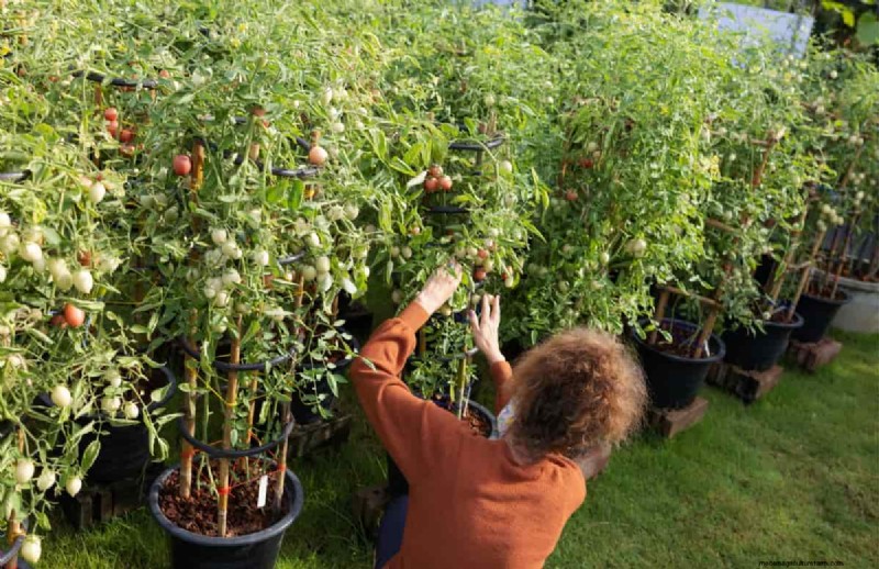 Biologische tomatenteelt:een complete gids voor thuistuinders 