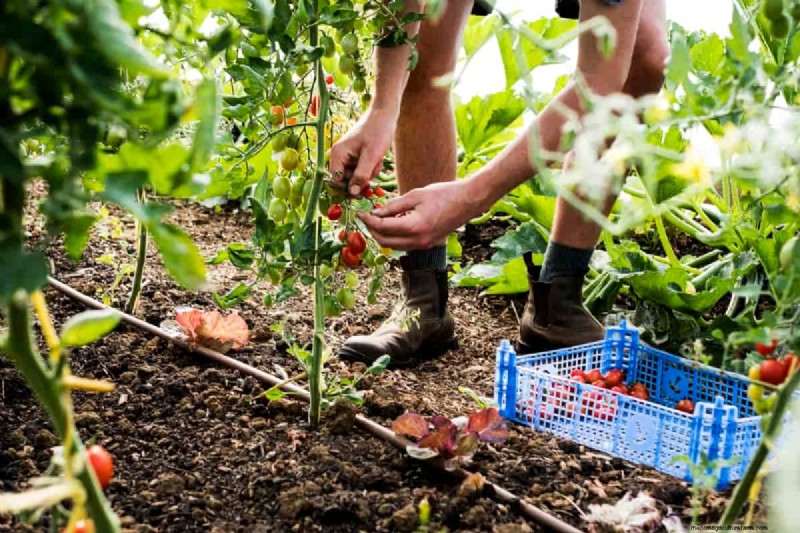 Biologische tomatenteelt:een complete gids voor thuistuinders 