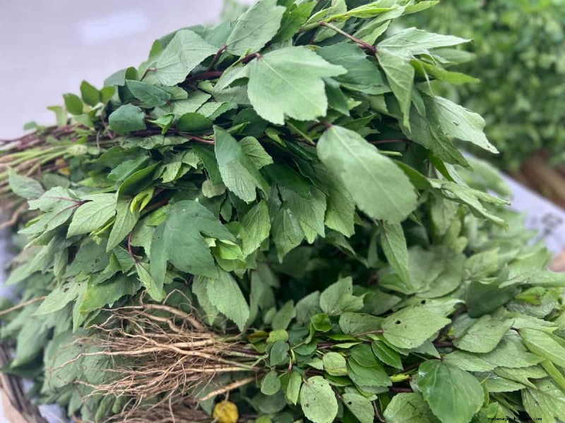 Growing Gongura:Zaadkiemings- en plantgids voor Zuid-India 