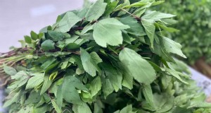 Cultivo de Gongura:Guia de germinação e plantio de sementes para o sul da Índia 