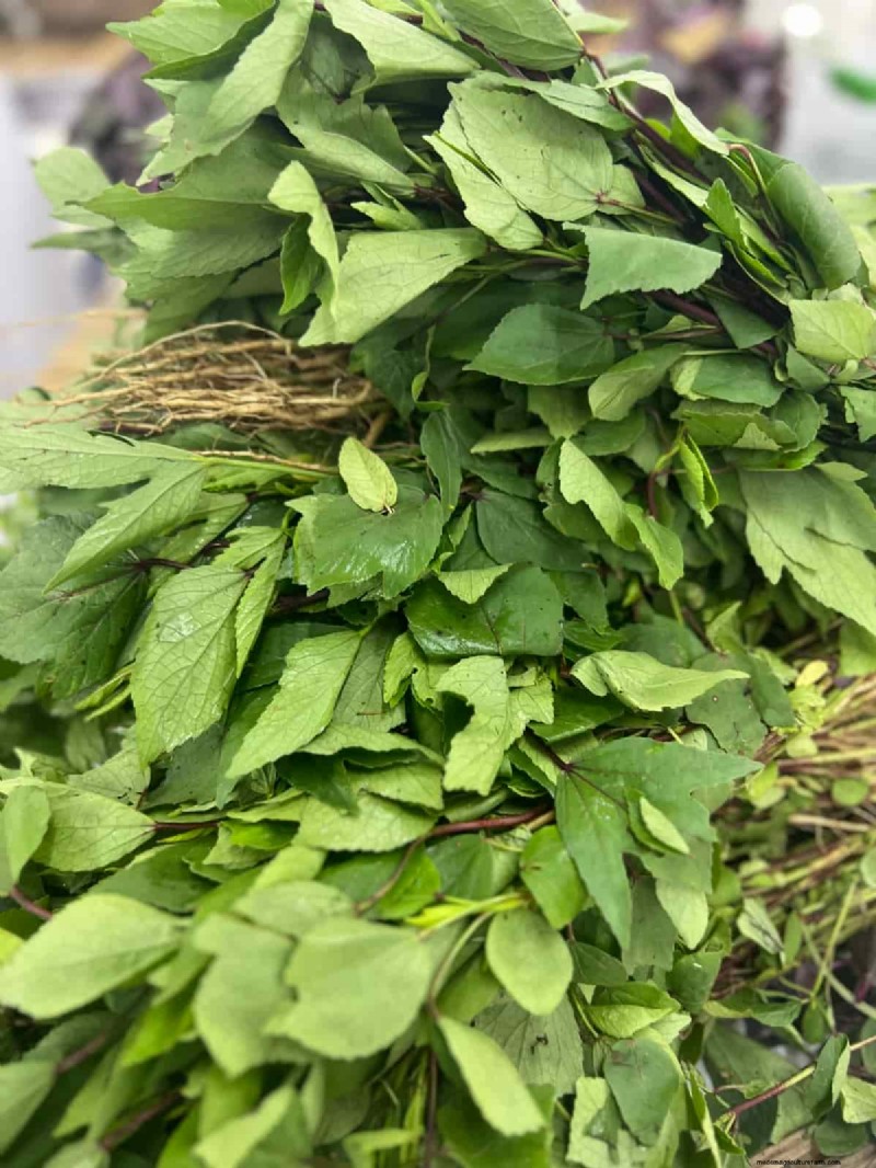 Growing Gongura:Zaadkiemings- en plantgids voor Zuid-India 