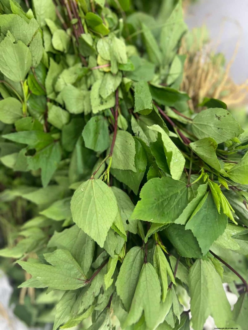 Growing Gongura:Zaadkiemings- en plantgids voor Zuid-India 