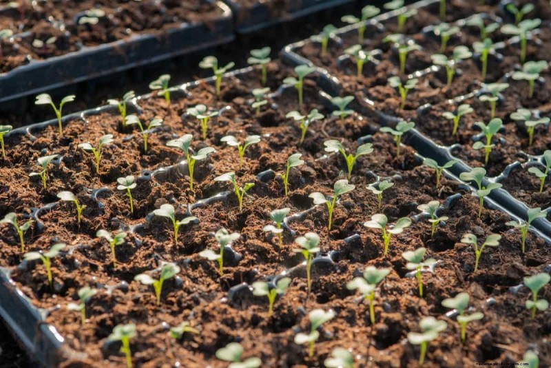 Germinazione dei semi di cavolo:selezione e migliori pratiche per piante sane 