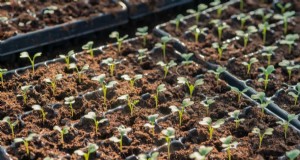 Germinazione dei semi di cavolo:selezione e migliori pratiche per piante sane 