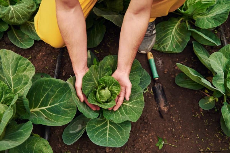 Germinazione dei semi di cavolo:selezione e migliori pratiche per piante sane 